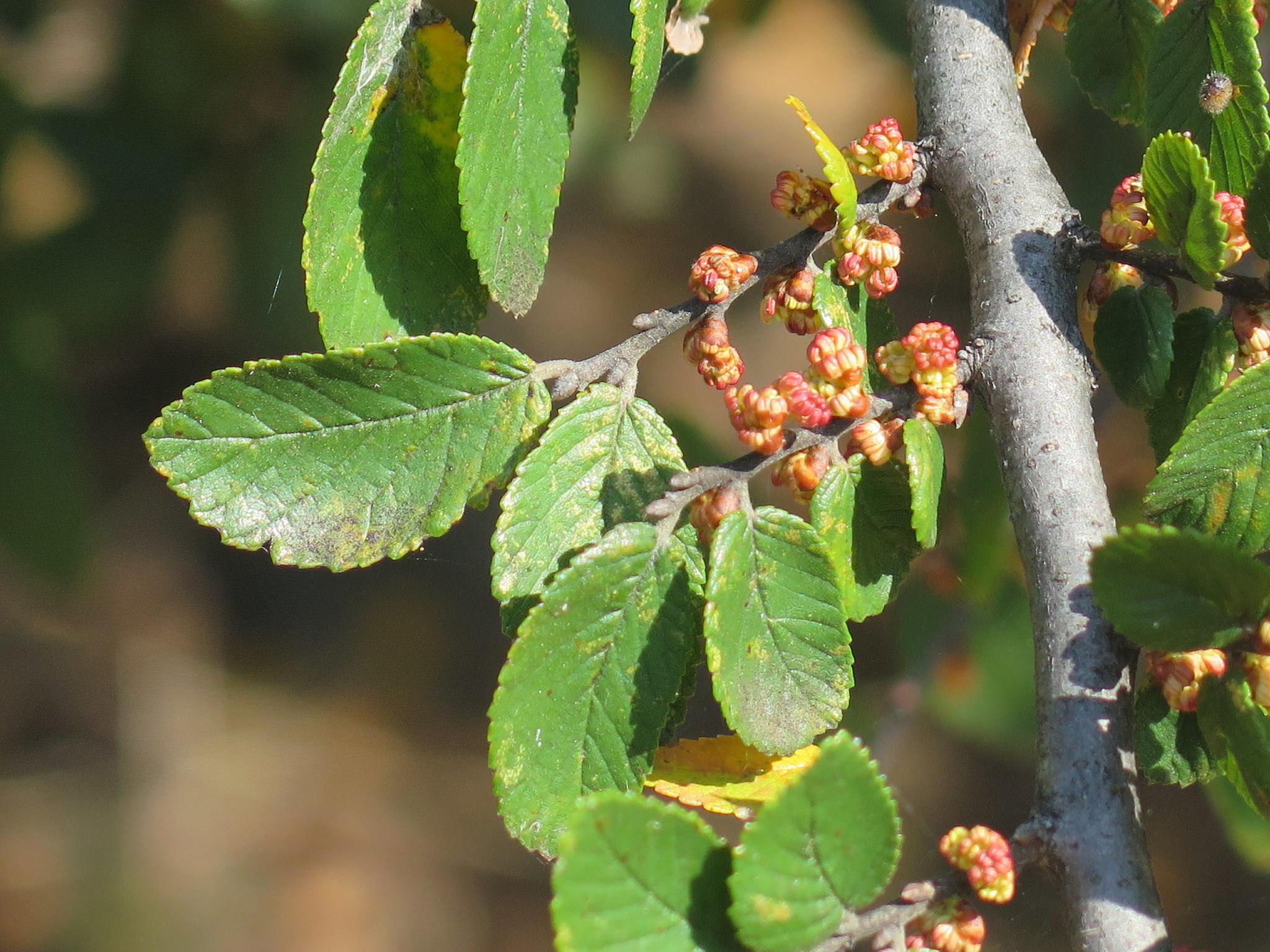 Ulmus crassifolia
